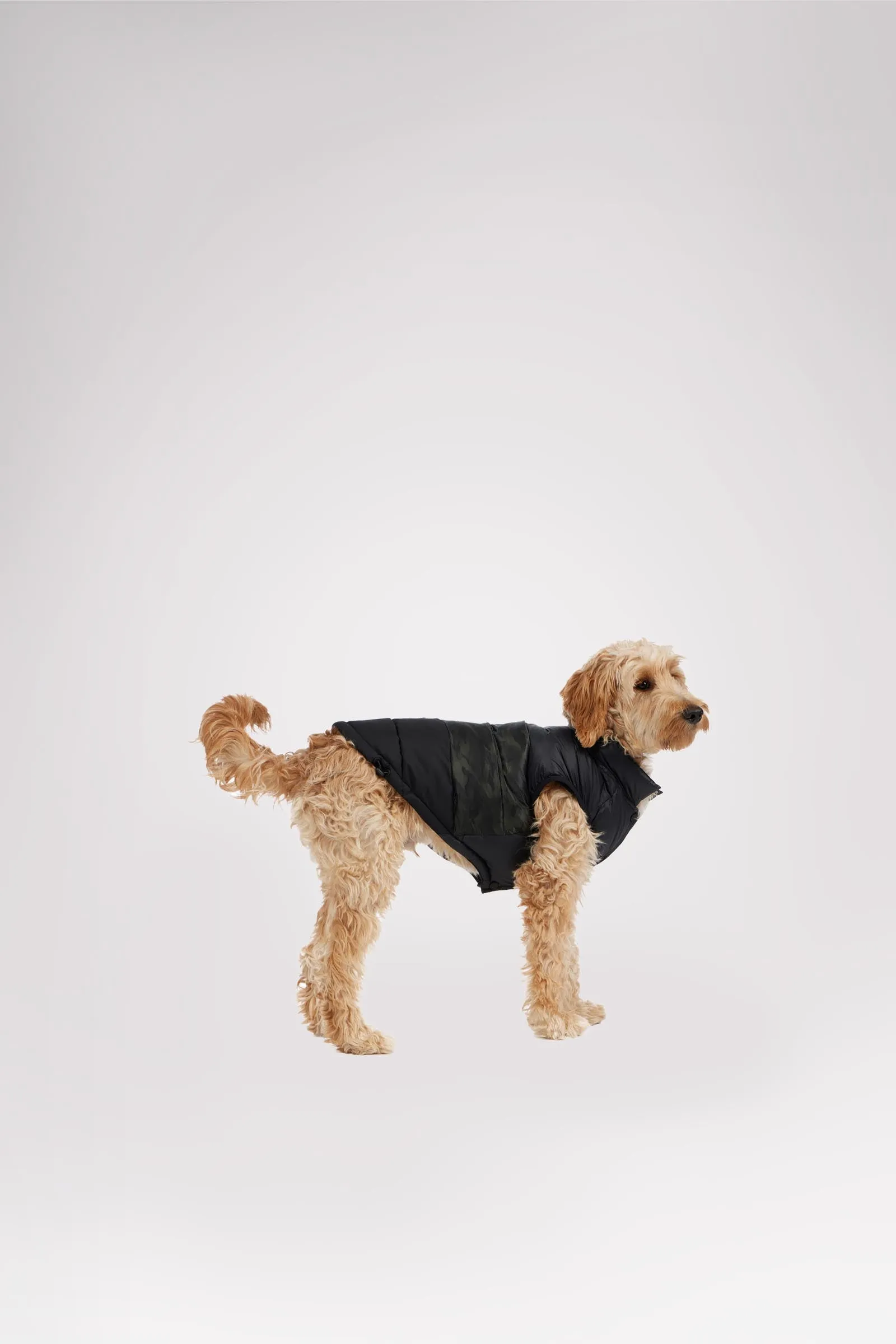 Alexis Jacket for Dogs